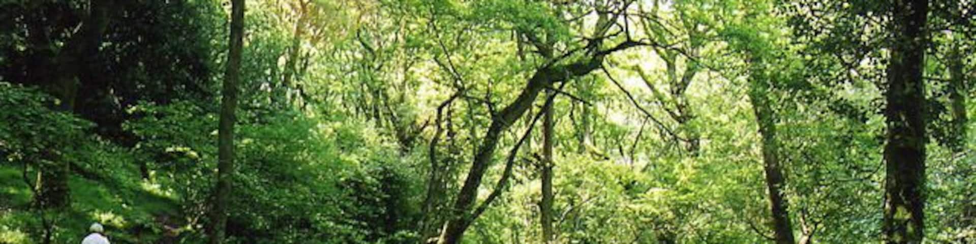 Luccombe: by the Horner Water. Walks in this valley can be made from the car park at Horner, near the packhorse bridge. A leat from the Horner Water powered Horner Mill see SS8945