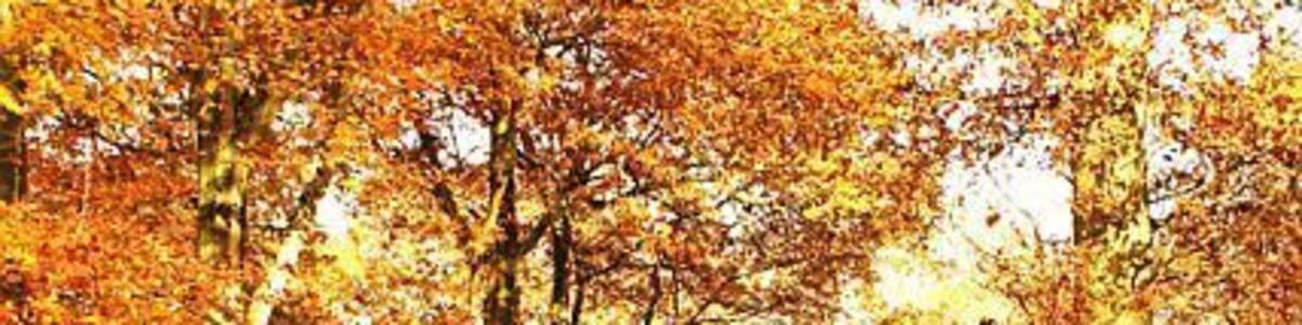 Bradley Hill, Soudley, Forest of Dean A somewhat slushy and leaf strewn forest path along the top of Bradley Hill.