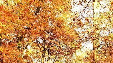 Uma floresta com folhas outonais.