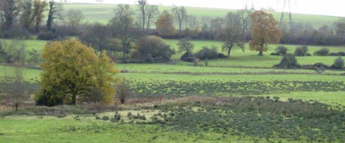 A rural landscape with a large tree, a fence, and a field.