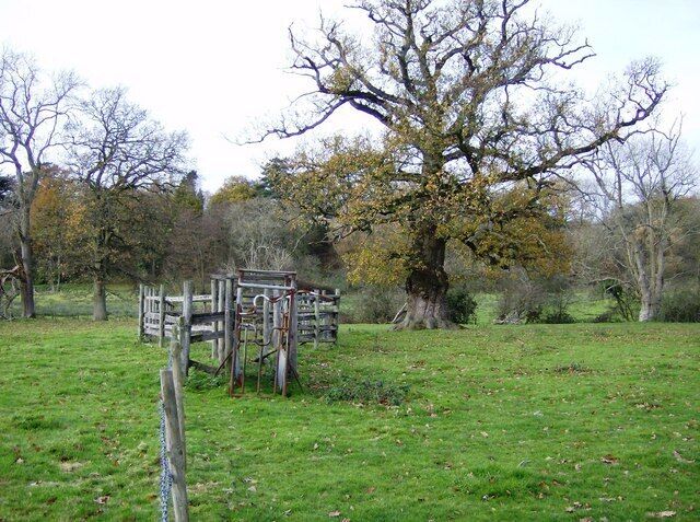 Sheep pen This appears to be a sheep pen. The sheep would be funnelled into this end then pass through the pen, perhaps to be marked.