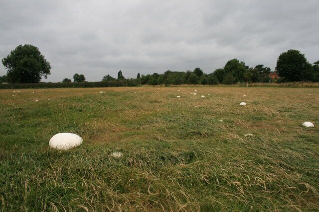 Giant Puffballs at Bulcote