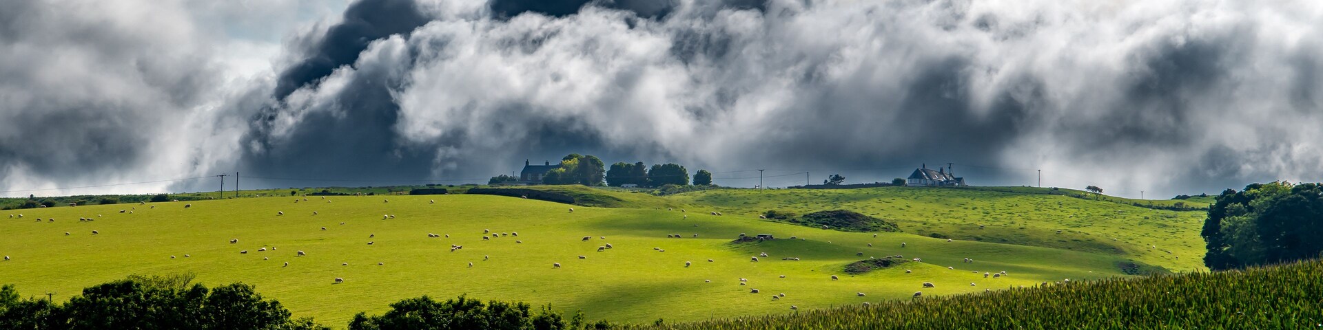 Un campo verde con ovejas, cielo nublado y una casa a lo lejos.
