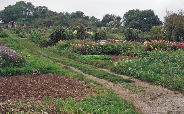 Allotments at Longborough