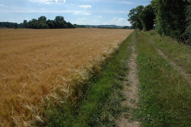 Field of barley near Evenlode The Diamond Way follows this headland track past this field of barley en route to Morton-in-Marsh.