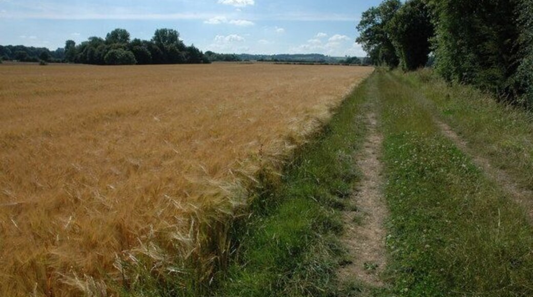 Field of barley near Evenlode The Diamond Way follows this headland track past this field of barley en route to Morton-in-Marsh.