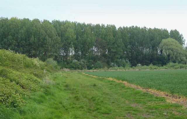Headland in wheat field, Long Itchington Looking north at a sprawling hedge and wide unkempt headland, both of which provide good habitat for wildlife.