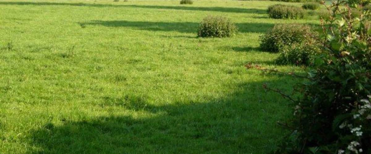 A green field with scattered bushes and trees in the distance.