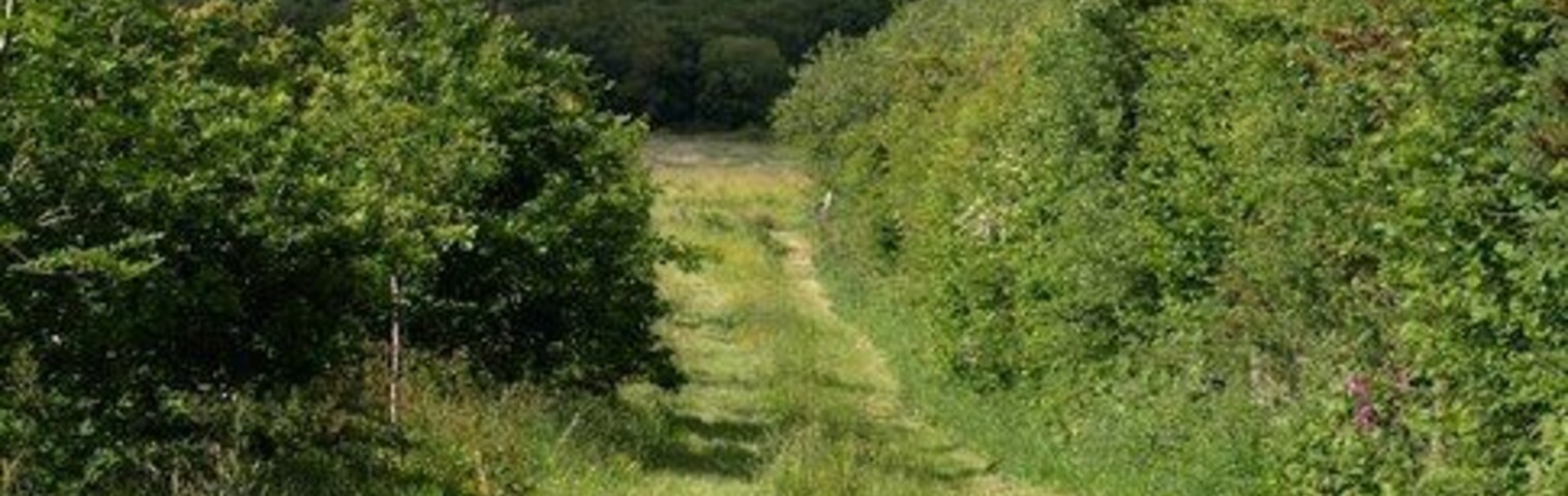 Uma trilha gramada serpenteia por uma floresta, com vista para colinas ondulantes ao longe.