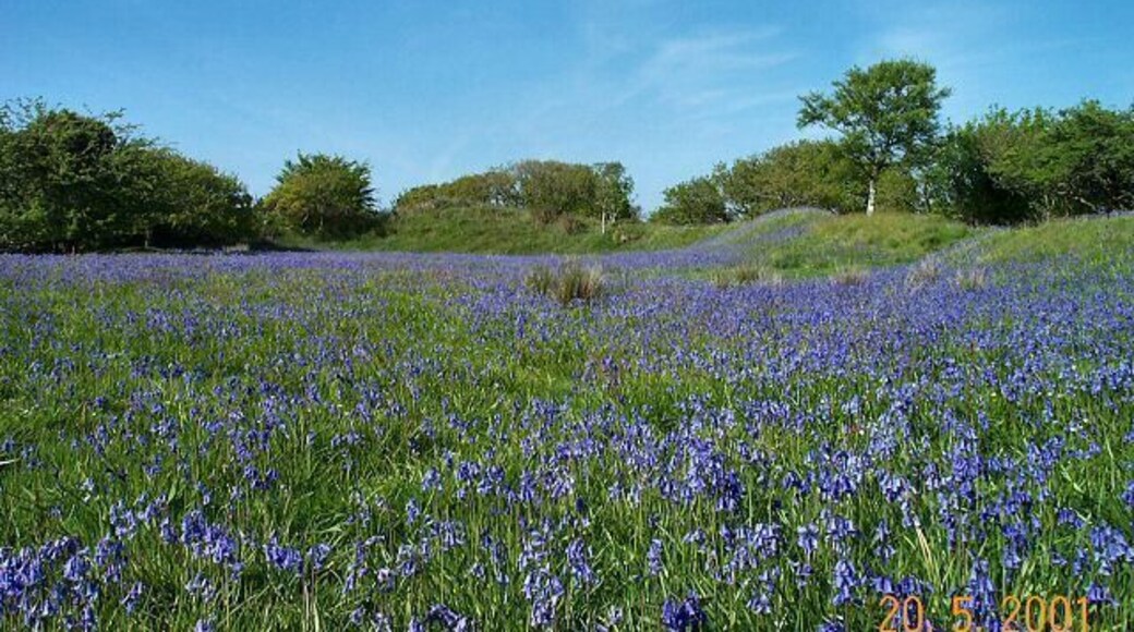 Blackdown Rings - South Devon