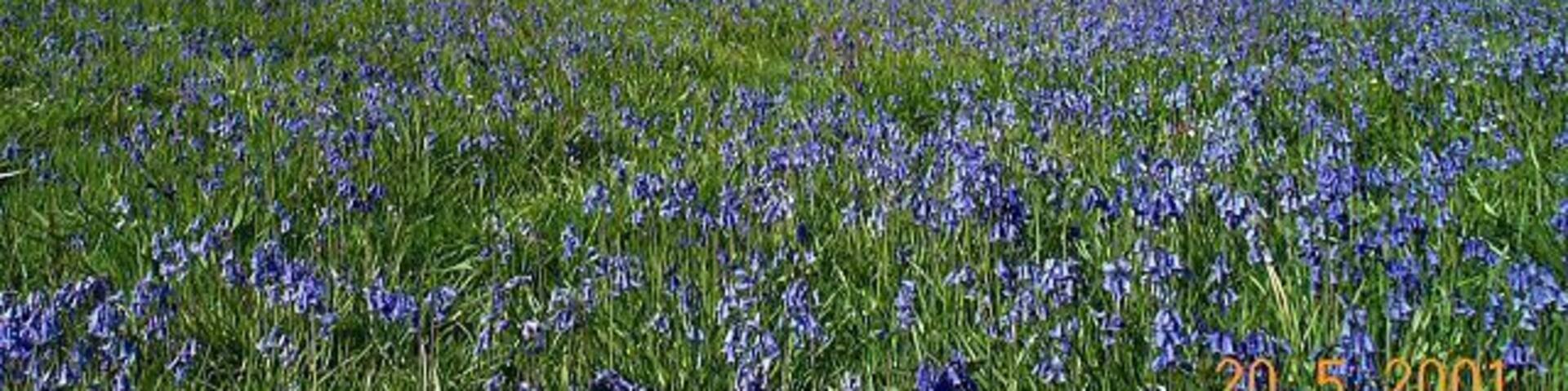 Blackdown Rings - South Devon