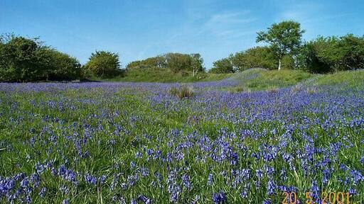 Blackdown Rings - South Devon
