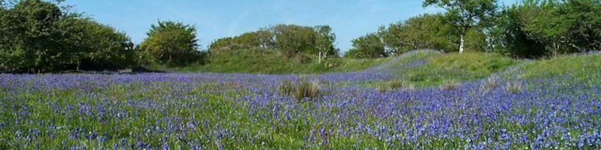 Blackdown Rings - South Devon