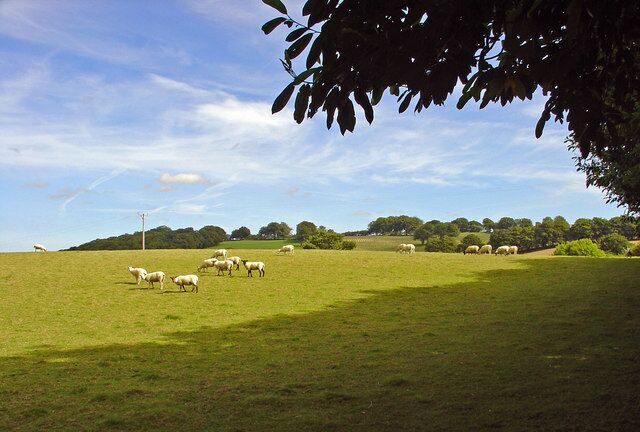 Wary sheep, Araul, Llanwnnen
