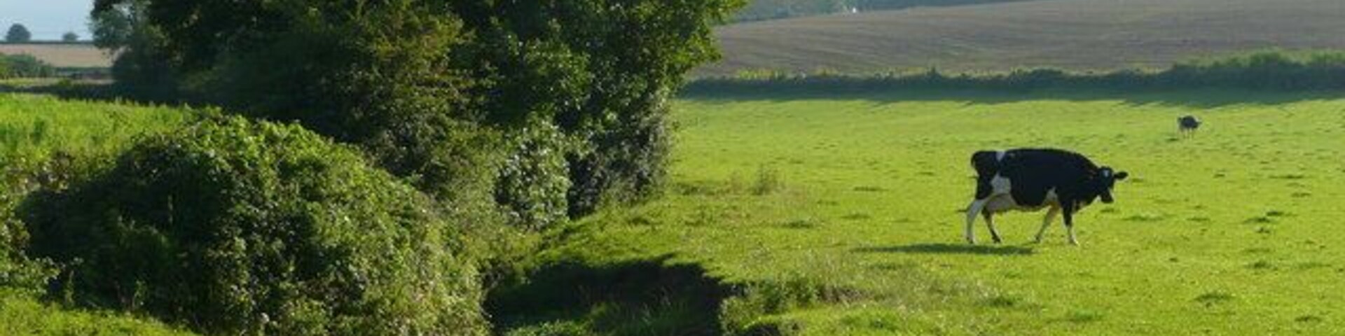 The Gamber Brook Flowing through dairy pasture between llanwarne and Pencoyd.