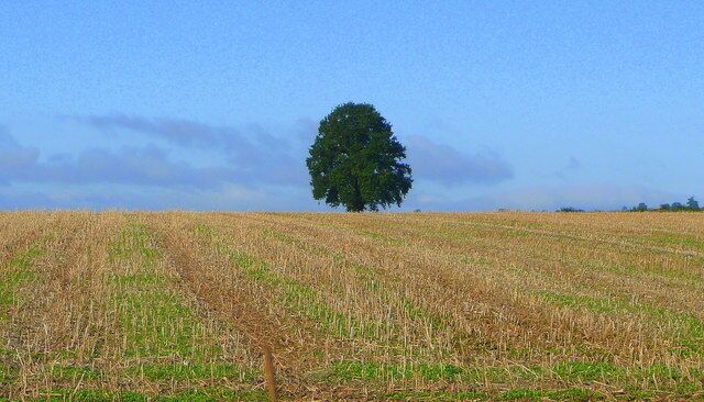 Single oak A harvested rape field south of Llanwarne.