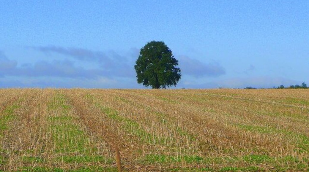 Single oak A harvested rape field south of Llanwarne.