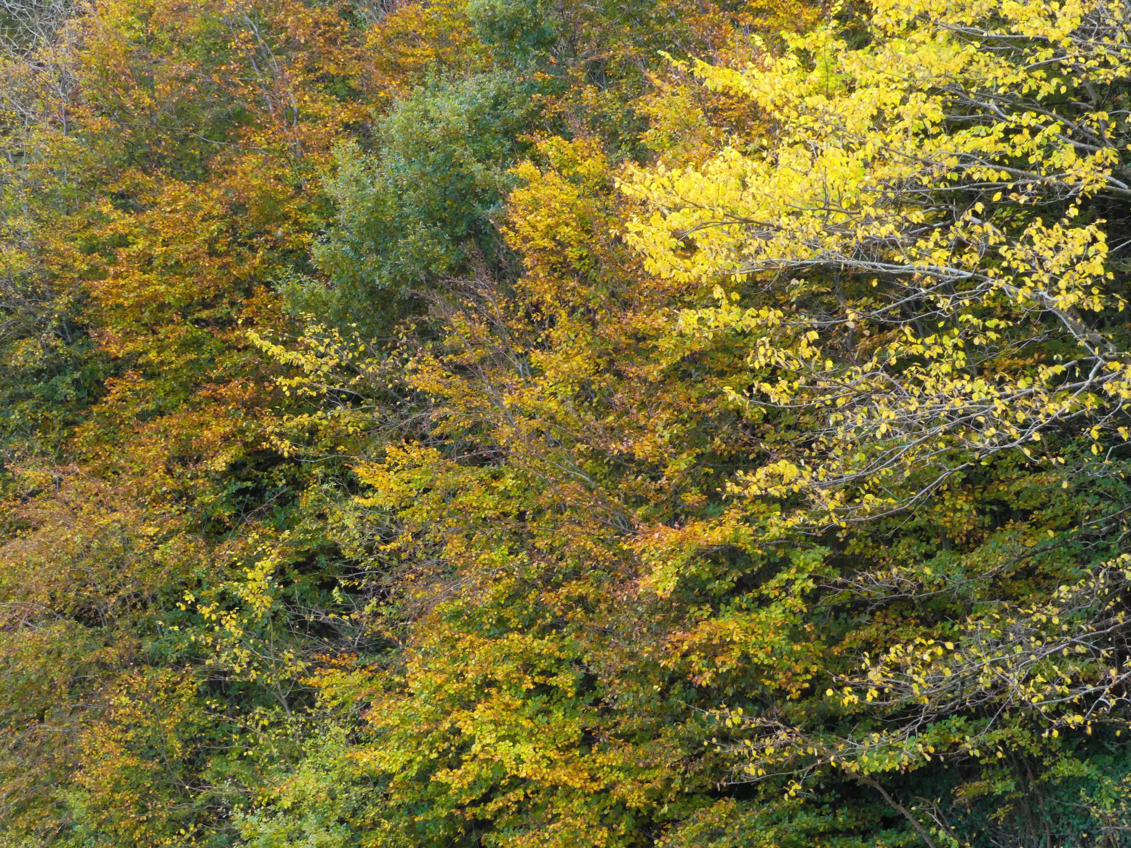 Trees above the beach at Llansteffan