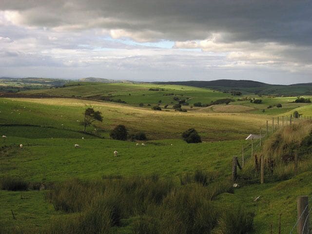 A green field with sheep and a fence.