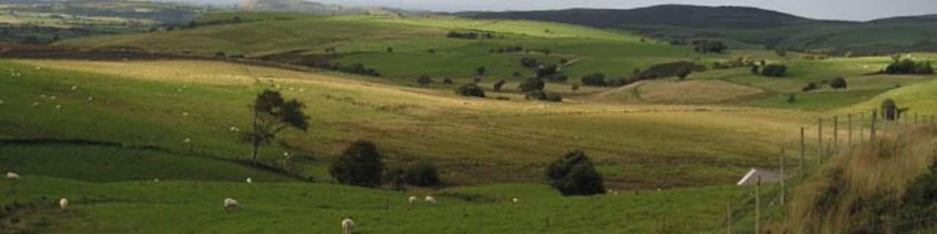 Un campo verde con ovejas y una cerca.