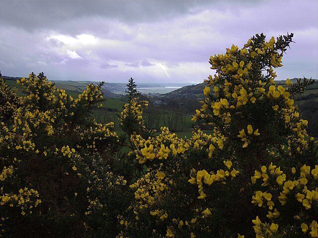 Gorse above Cwm Carrog. Gorse bushes lining the track to Gilfachau farm. Cwm Carrog, Llanrhystud 359030 and the Cardigan Bay lie beyond.