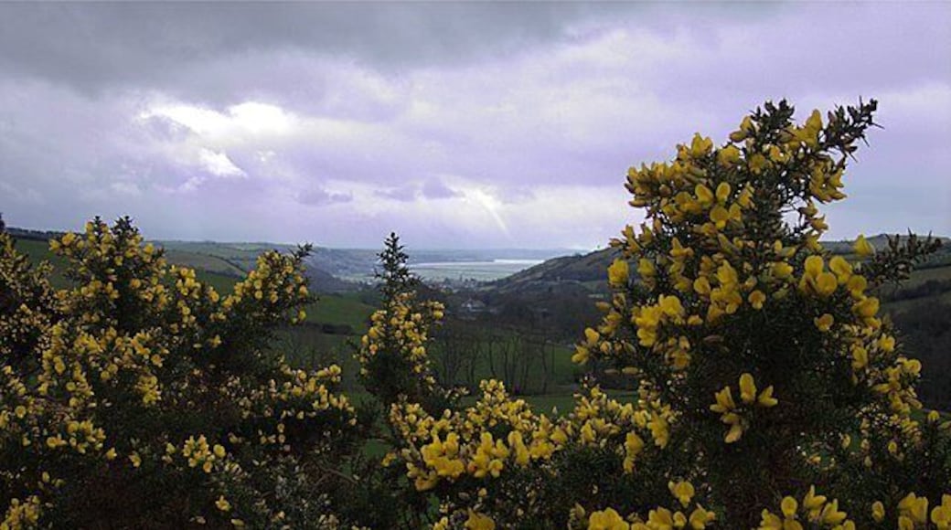 Gorse above Cwm Carrog. Gorse bushes lining the track to Gilfachau farm. Cwm Carrog, Llanrhystud 359030 and the Cardigan Bay lie beyond.