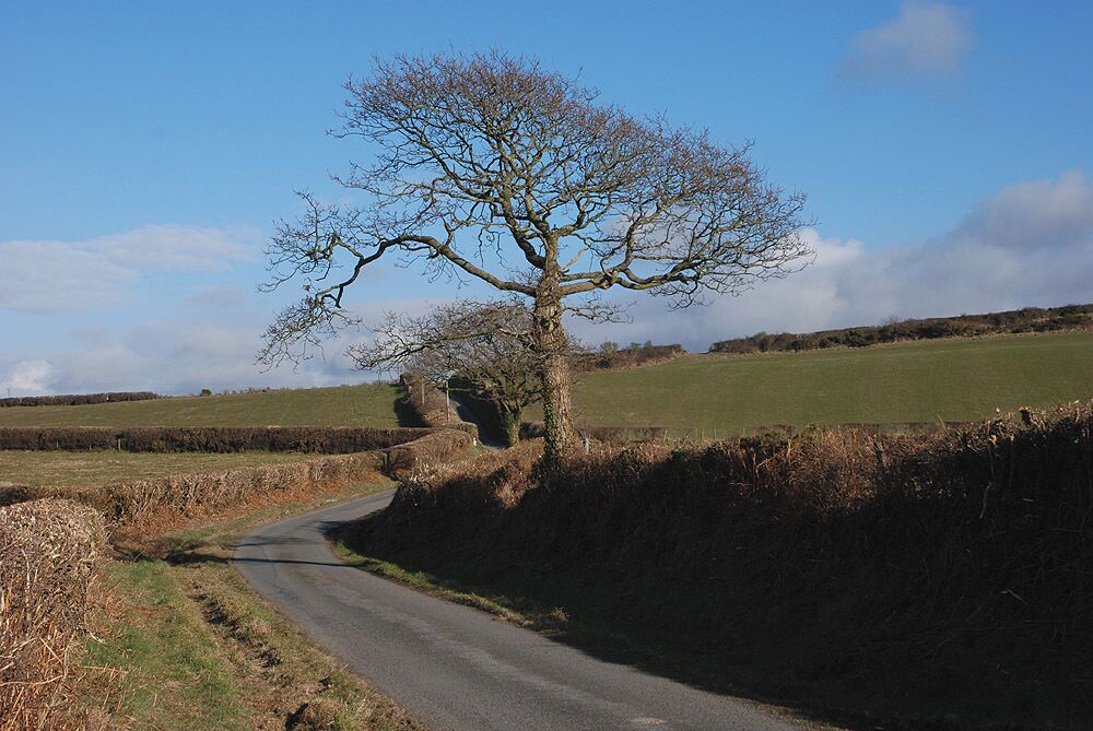 A rural road with a large tree on the left and a stone bridge in the background.