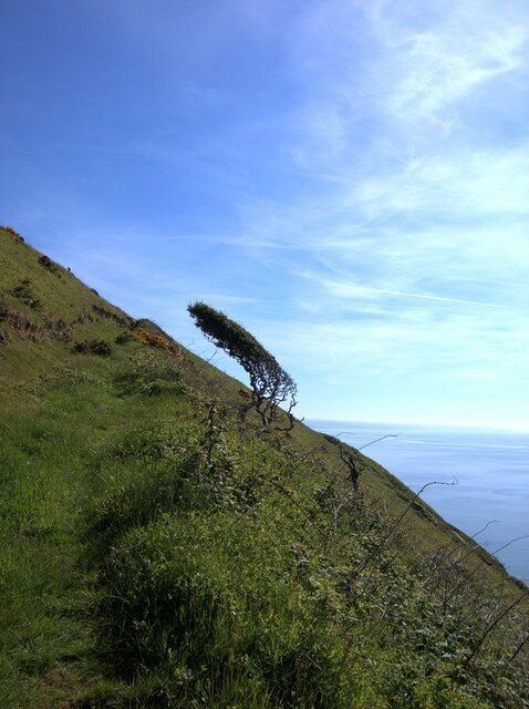 Tree shaped by the wind on the Cardigan Bay coast. The prevalent wind direction is southwesterly. The strong winds force trees on the cliffs to grow parallel to the slope of the ground.