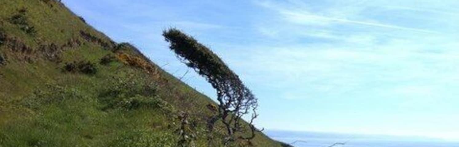 Tree shaped by the wind on the Cardigan Bay coast. The prevalent wind direction is southwesterly. The strong winds force trees on the cliffs to grow parallel to the slope of the ground.