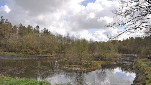 East Pond Mynydd Mawr Woodland Park