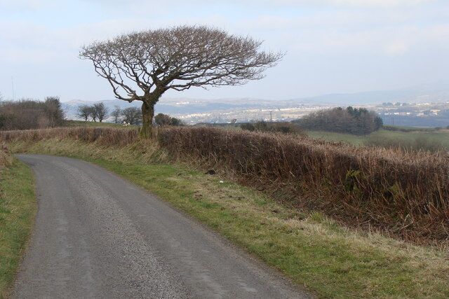 Lone tree by the road