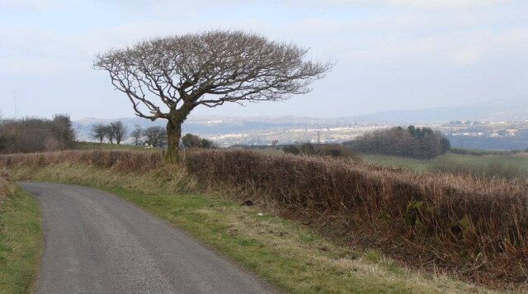 Lone tree by the road
