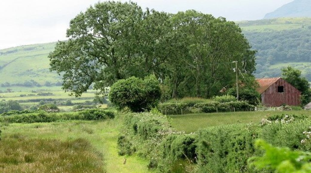 'Sgwarnog/Hare on the path behind Cae-Efa-Lwyd-Fach