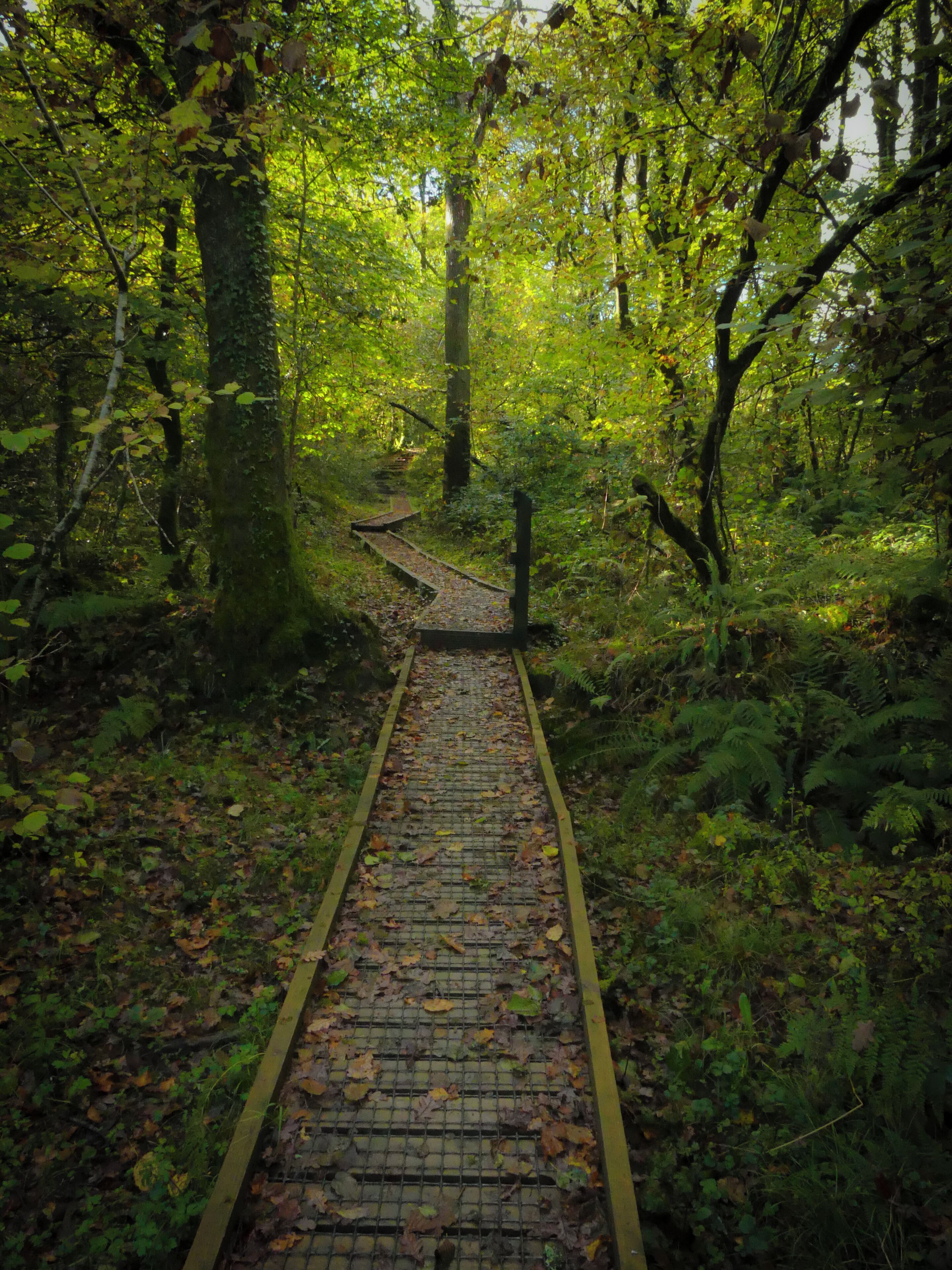 This is on the opposite side of the road to the main woodland walks.  If the weather has been wet bring wellies.
