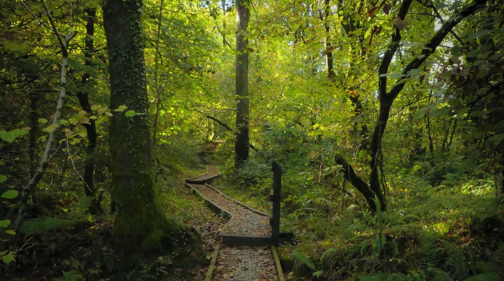 This is on the opposite side of the road to the main woodland walks. If the weather has been wet bring wellies.