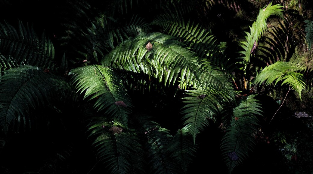 This is on the opposite side of the road to the main woodland walk, went this way to have a look at the waterfall marked on the woodland walk signs. Waterfall was a technically accurate, but I was more excited watching the water fill my bath. But there were some lovely things to see.