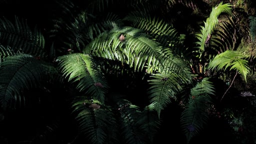 This is on the opposite side of the road to the main woodland walk, went this way to have a look at the waterfall marked on the woodland walk signs. Waterfall was a technically accurate, but I was more excited watching the water fill my bath. But there were some lovely things to see.