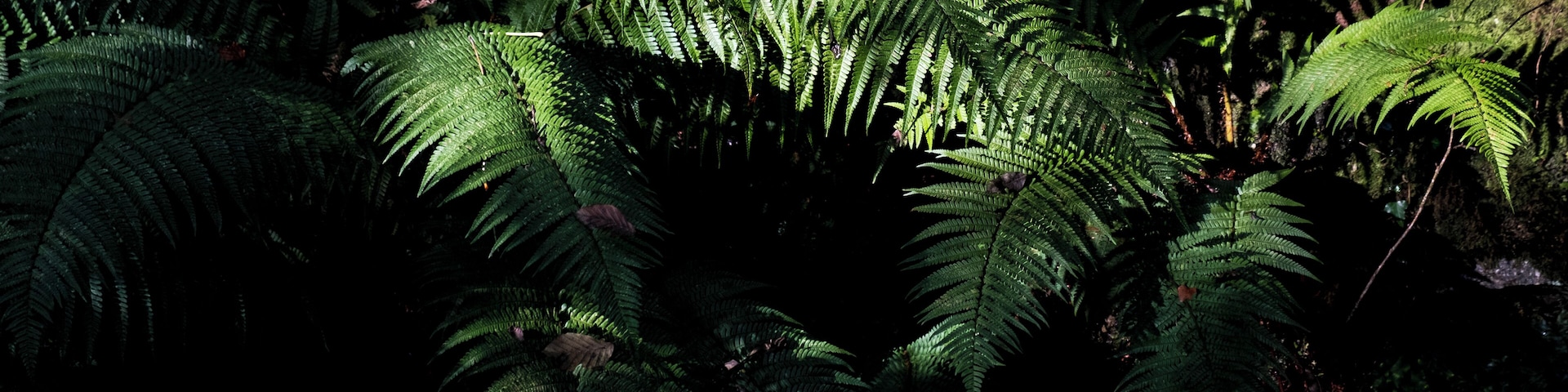 This is on the opposite side of the road to the main woodland walk, went this way to have a look at the waterfall marked on the woodland walk signs. Waterfall was a technically accurate, but I was more excited watching the water fill my bath. But there were some lovely things to see.