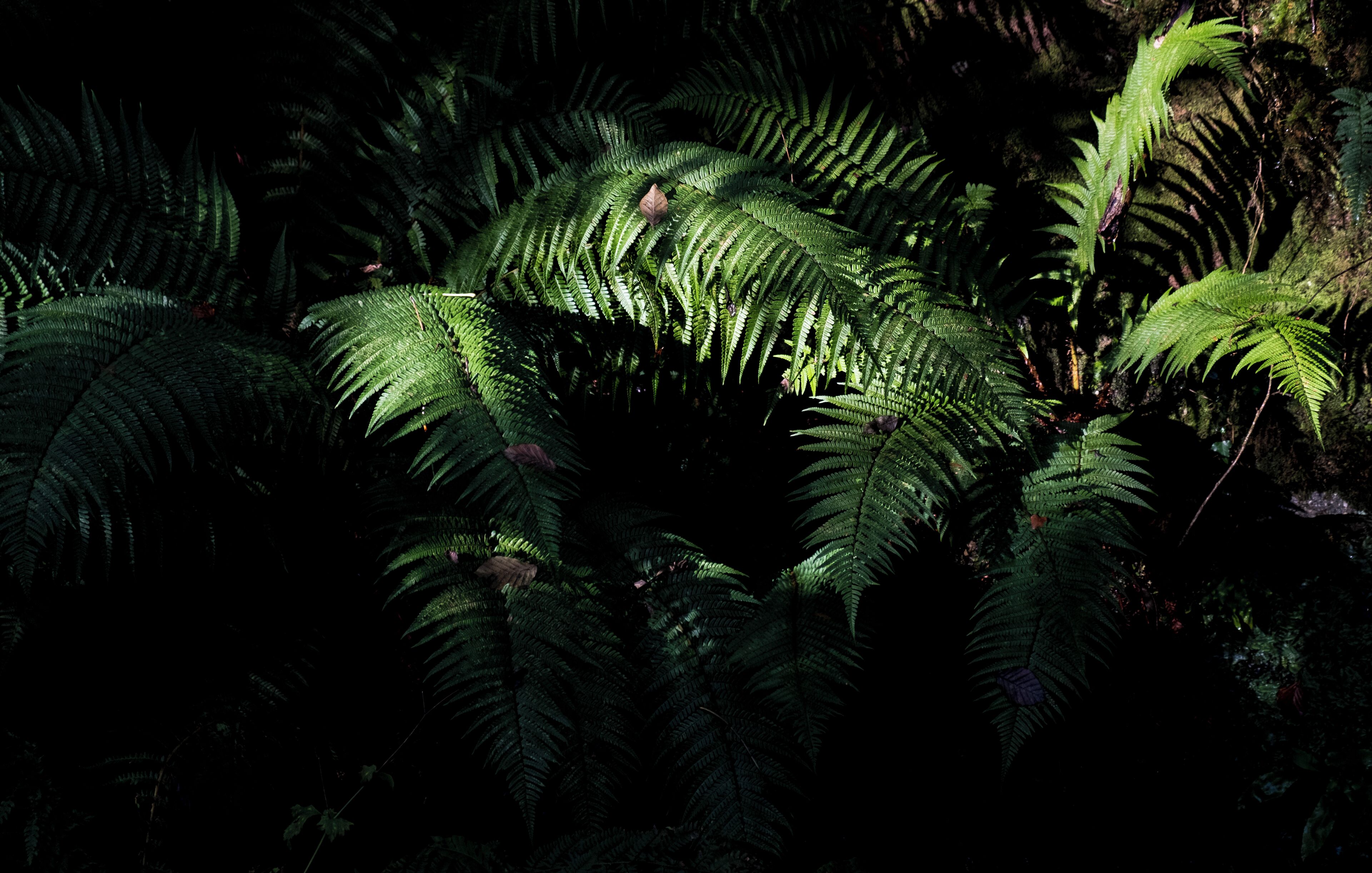 A dense forest of ferns with large, green fronds.