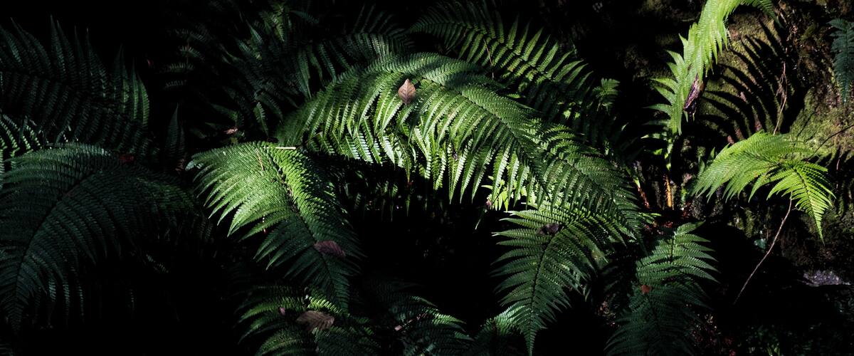 A dense forest of ferns with large, green fronds.