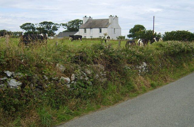 Cattle at Western Heights, Llanfaethlu