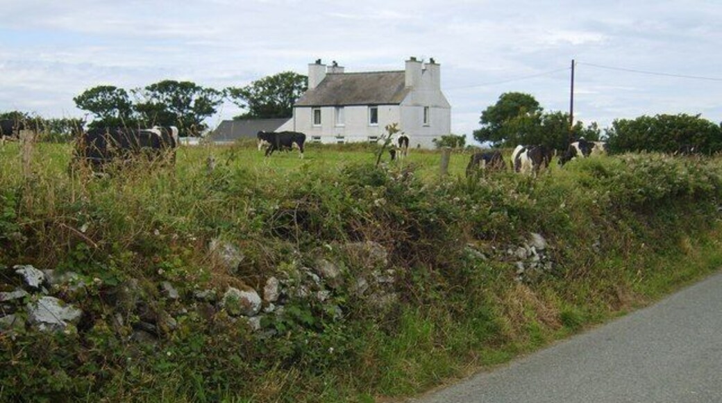 Cattle at Western Heights, Llanfaethlu