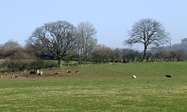 Grazing near Llanfair Clydogau, Ceredigion Cattle enjoying some time in the fields during a warm week in late winter.