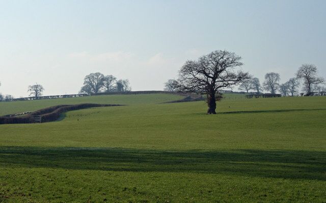A grassy field with a prominent tree and rolling hills in the background.