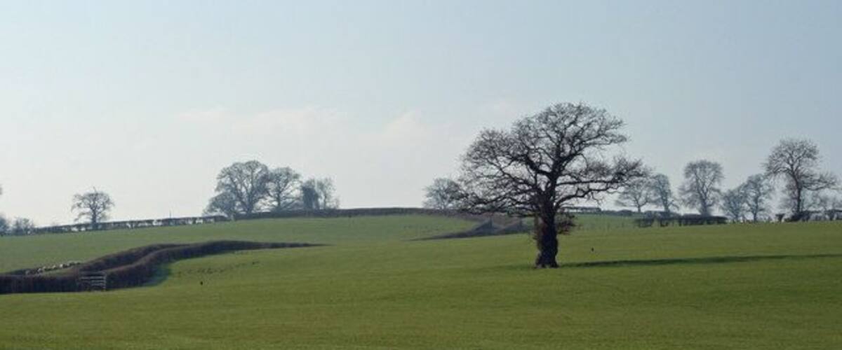 A grassy field with a prominent tree and rolling hills in the background.