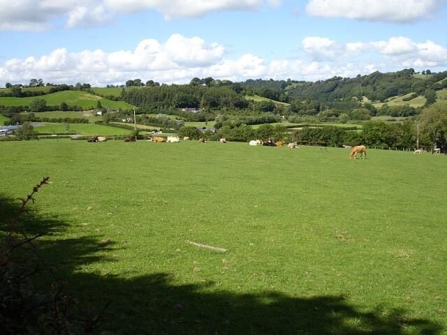 Lower Bryn-Elen Cattle grazing near the farm buildings. The wooded valley in the background is in the next square north and takes the Banwy northwards towards its confluence with the Vyrnwy.
