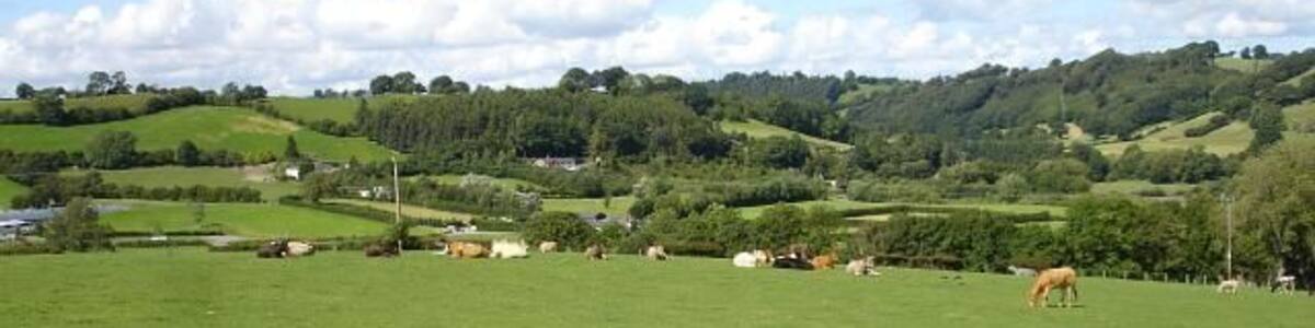 Lower Bryn-Elen Cattle grazing near the farm buildings. The wooded valley in the background is in the next square north and takes the Banwy northwards towards its confluence with the Vyrnwy.