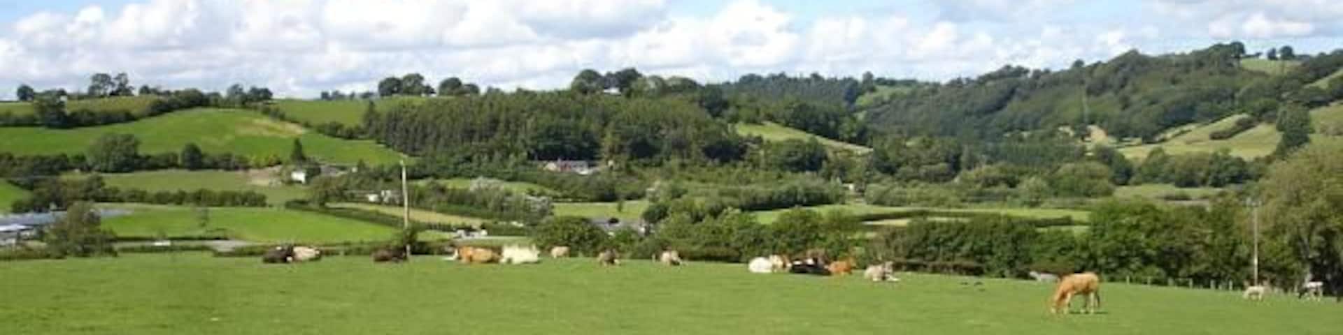 Lower Bryn-Elen Cattle grazing near the farm buildings. The wooded valley in the background is in the next square north and takes the Banwy northwards towards its confluence with the Vyrnwy.