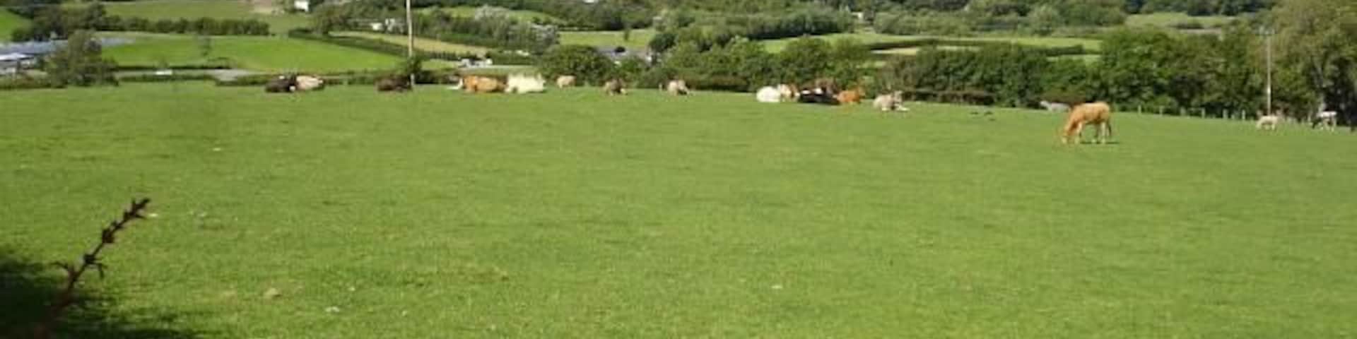 Lower Bryn-Elen Cattle grazing near the farm buildings. The wooded valley in the background is in the next square north and takes the Banwy northwards towards its confluence with the Vyrnwy.
