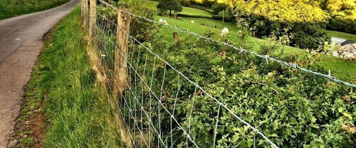 On the walk from the YHA Llanddeusant to Llyn y Fan Fach. May 2017. Legend tells of a water maiden, the lady of the lake, who married a mortal and had three sons. She returned to the lake but often appeared to her sons when they roamed the hills around the lake. She taught them herbal medicine and they became the best physicians in all of Wales for many generations. :)